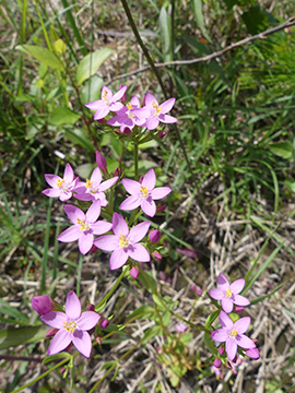 Centaurium erythraea
