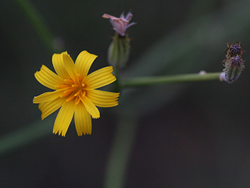Chondrilla juncea