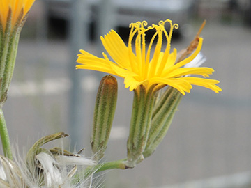 Chondrilla juncea