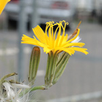 Chondrilla juncea