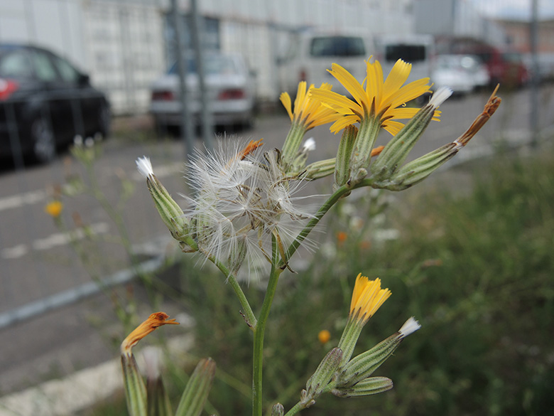 Chondrilla juncea