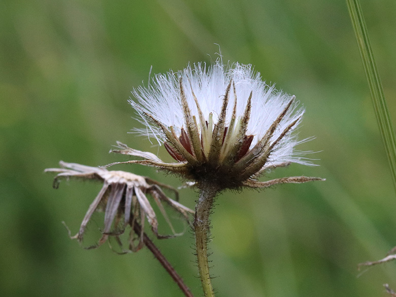 Crepis mollis