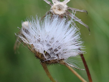 Crepis mollis