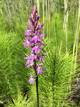 Dactylorhiza fuchsii