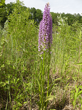 Dactylorhiza fuchsii