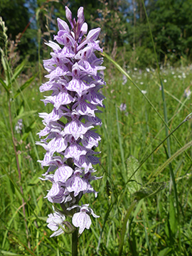 Dactylorhiza fuchsii