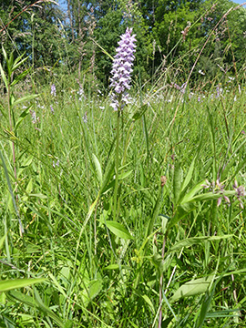 Dactylorhiza fuchsii