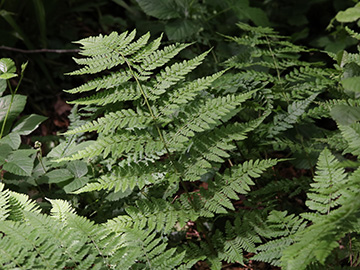 Dryopteris expansa