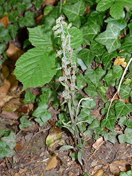 Epipactis microphylla