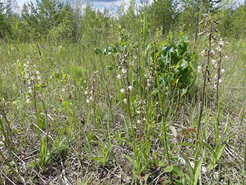 Epipactis palustris