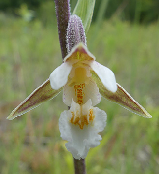 Epipactis palustris