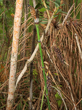 Equisetum variegatum