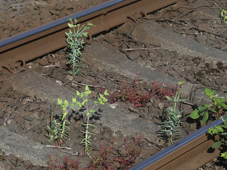 Euphorbia lathyris
