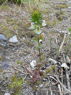 Euphrasia stricta