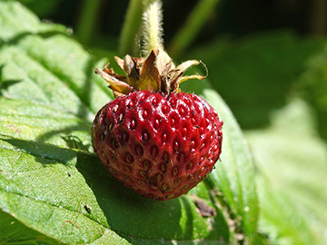 Fragaria moschata