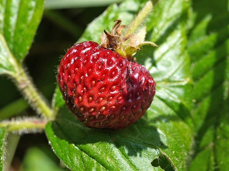 Fragaria moschata