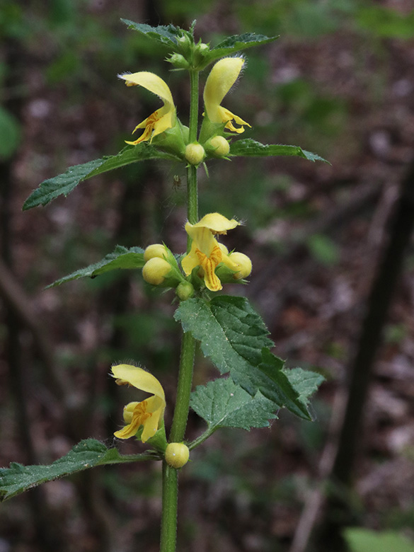 Galeobdolon montanum