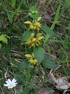 Galeobdolon montanum