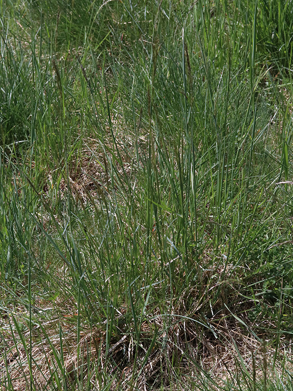 Helictotrichon pratense