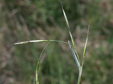 Helictotrichon pratense