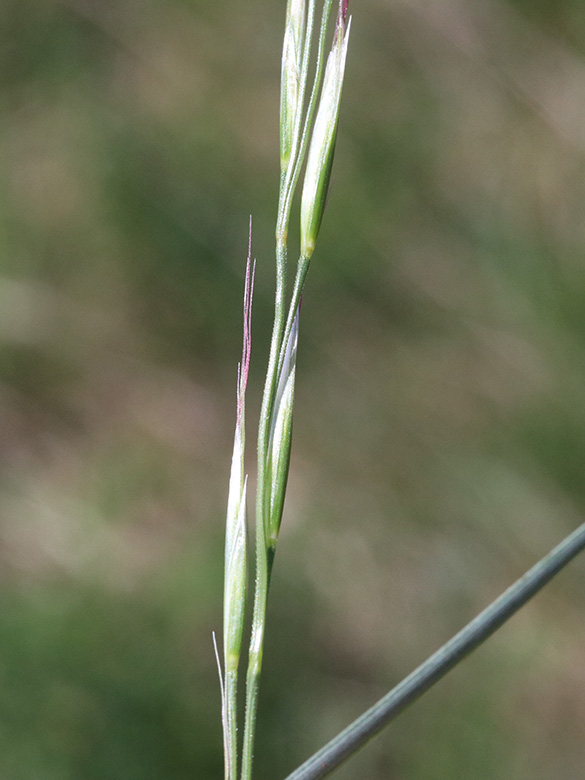 Helictotrichon pratense