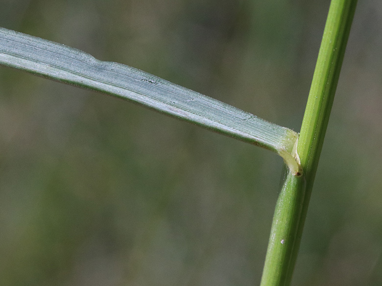 Helictotrichon pratense