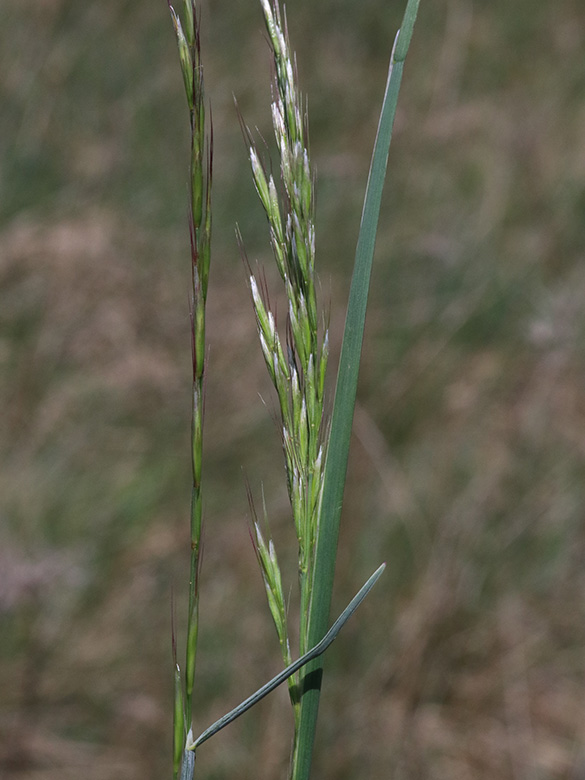 Helictotrichon pratense