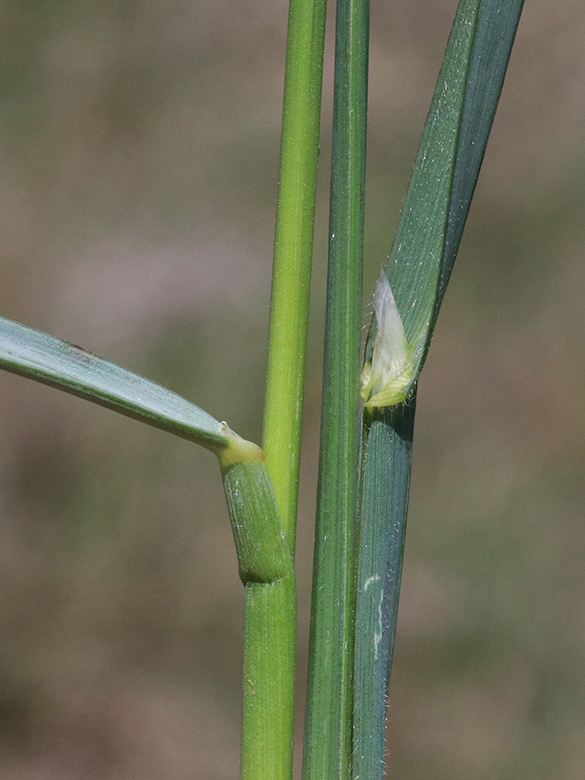 Helictotrichon pratense