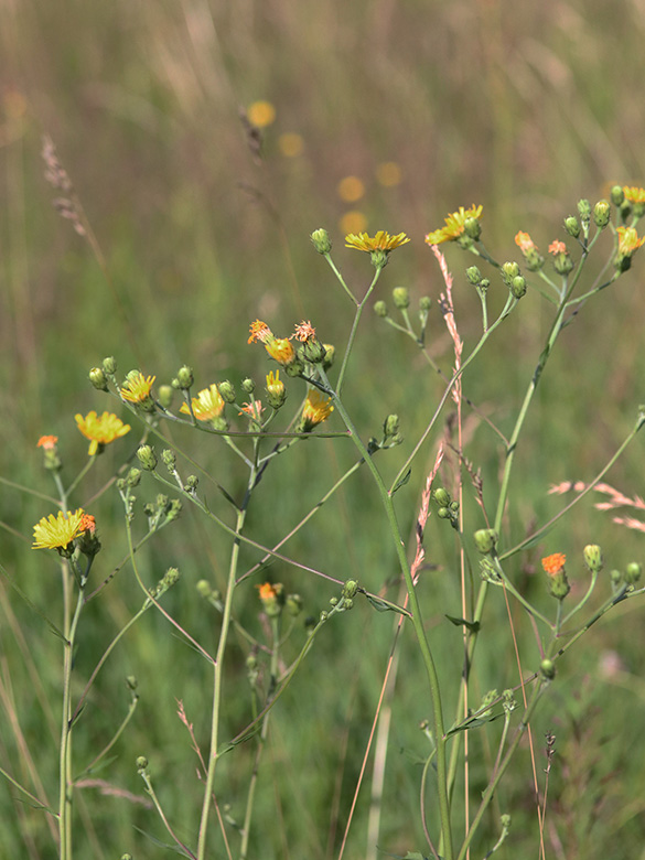 Hieracium umbellatum