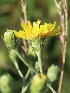 Hieracium umbellatum