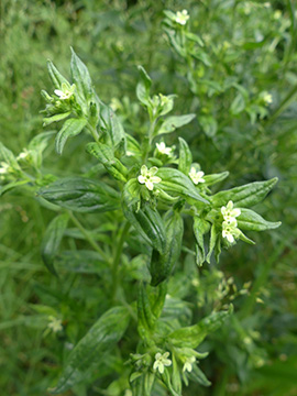 Lithospermum officinale