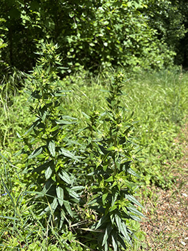 Lithospermum officinale