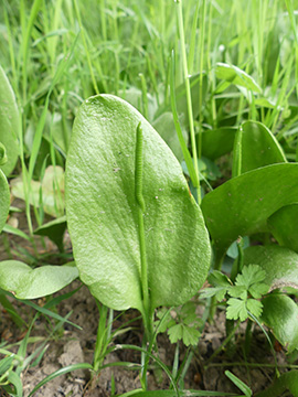 Ophioglossum vulgatum