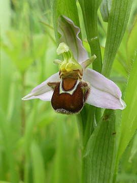 Ophrys apifera