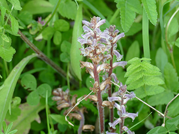 Orobanche minor