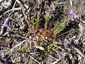 Polygala vulgaris