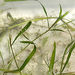 Potamogeton friesii