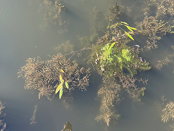 Potamogeton nodosus