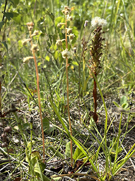 Pyrola rotundifolia