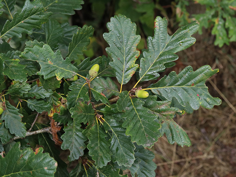 Quercus petraea