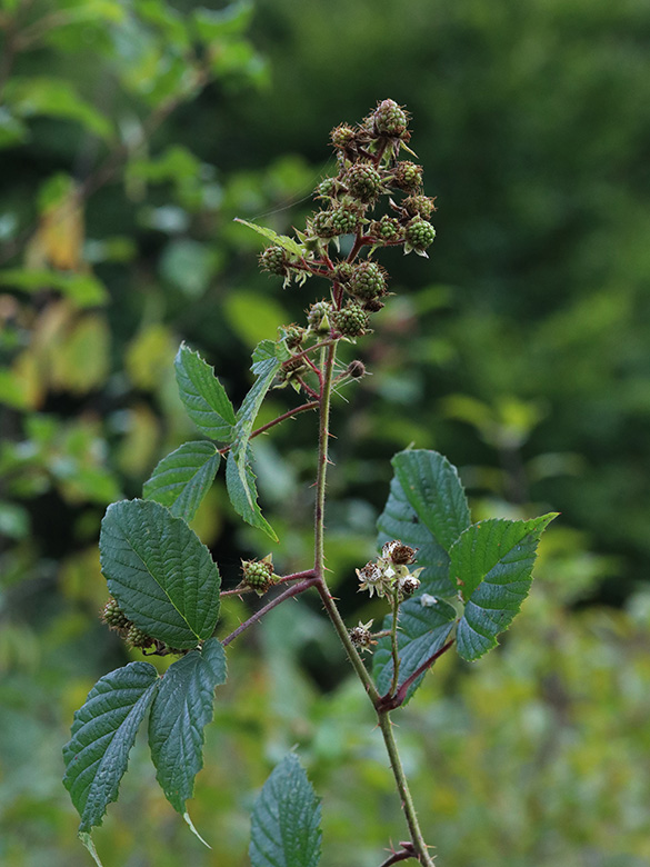 Rubus bonus-henricus