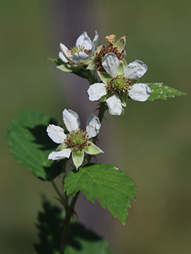Rubus braeukeri