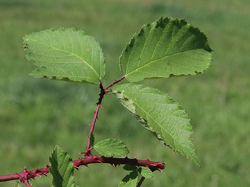 Rubus braeuckeri