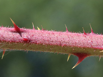 Rubus foliosus