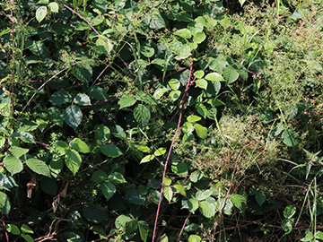 Rubus foliosus