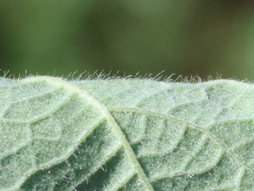 Rubus foliosus