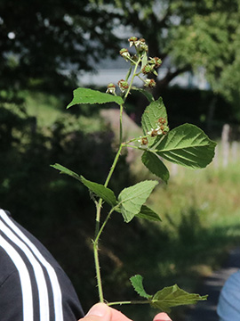 Rubus foliosus