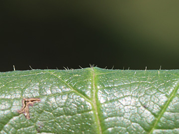 Rubus ignoratus