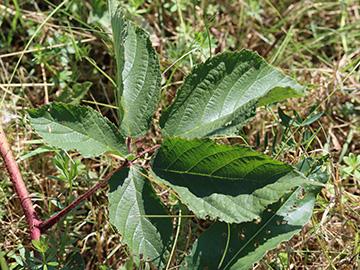 Rubus ignoratus