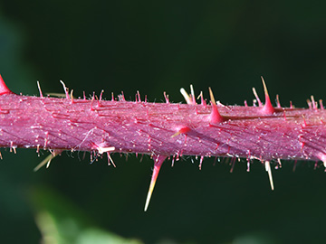 Rubus ignoratus